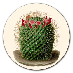 Cayman Cactus Centrotavola - Ø cm 16 - 20 - 20 cm