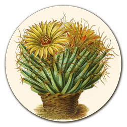 Cayman Cactus SOTTOBOTTIGLIA - Ø cm 16 - 20 - 16 cm