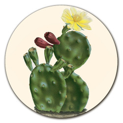 Cayman Cactus SOTTOBOTTIGLIA - Ø cm 16 - 20 - 16 cm