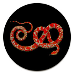 Montecristo Serpenti SOTTOBOTTIGLIA - Ø cm 16 - 20 - 16 cm