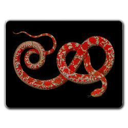 Montecristo Serpenti Sottopiatto Rettangolare