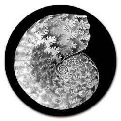 Gorgona Conchiglie Sottopiatto Rotondo – Ø cm 34 e 39