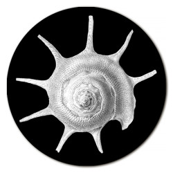 Gorgona Conchiglie Sottopiatto Rotondo – Ø cm 34 e 39