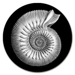 Gorgona Conchiglie SOTTOBOTTIGLIA - Ø cm 16 - 20 - 16 cm