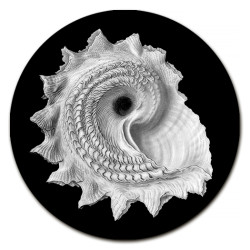 Gorgona Conchiglie Centrotavola - Ø cm 16 - 20 - 20 cm