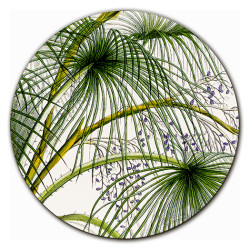 Palmarola Palme SOTTOBOTTIGLIA - Ø cm 16 - 20 - 16 cm