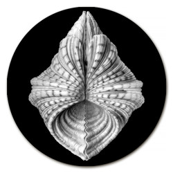 Gorgona Conchiglie Sottobicchiere Rotondo - Ø cm 9,5