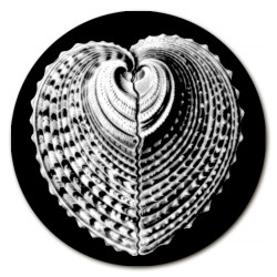 Gorgona Conchiglie Sottobicchiere Rotondo - Ø cm 9,5