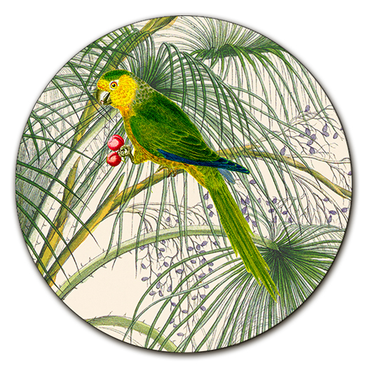 Sottopiatto con pappagallo colorato fondo palme