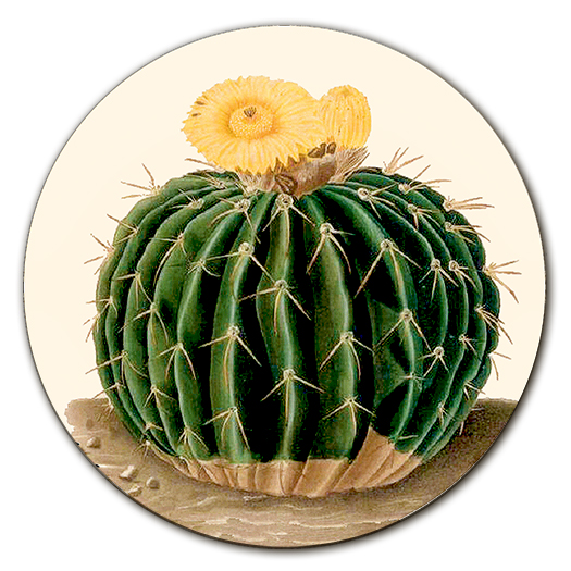 Sottopiatto con Cactus su fondo bianco panna